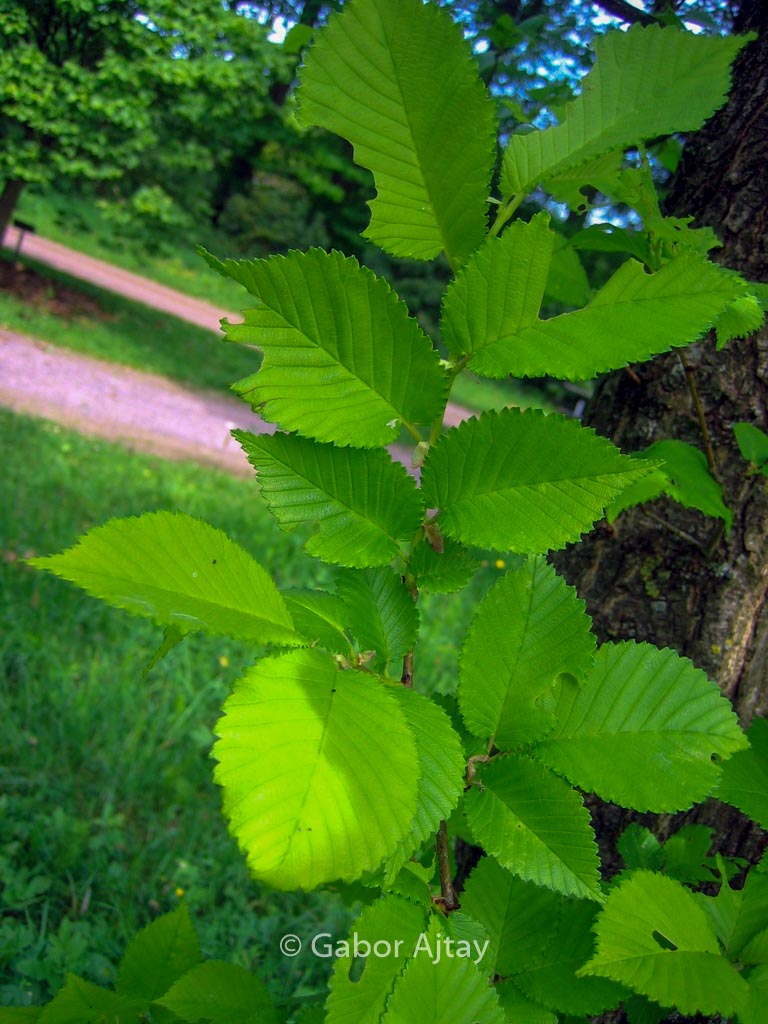 Ulmus 'Dodoens'