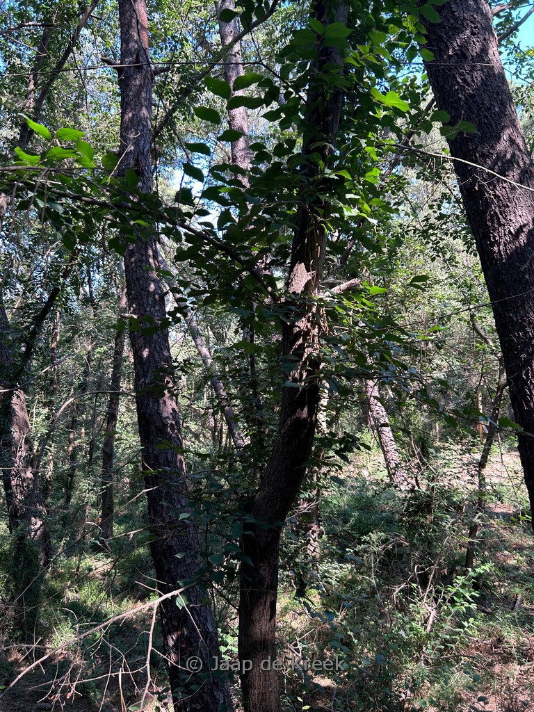 Ulmus glabra