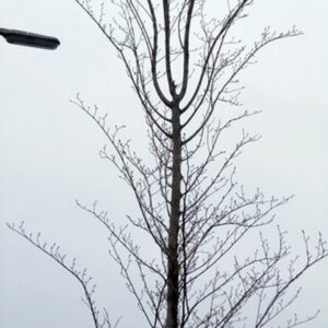 Ulmus hollandica 'Pioneer'