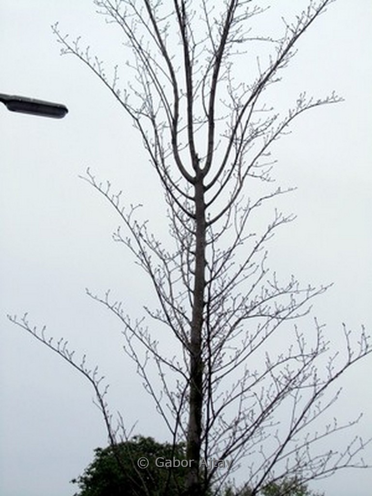 Ulmus hollandica 'Pioneer'
