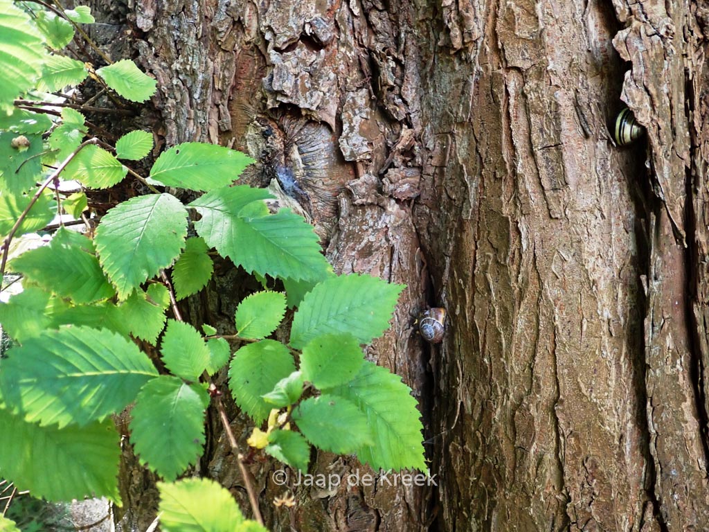 Ulmus laevis
