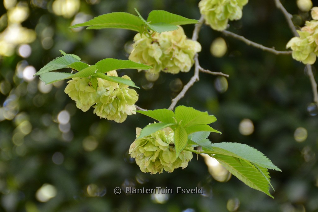 Ulmus 'Lobel'