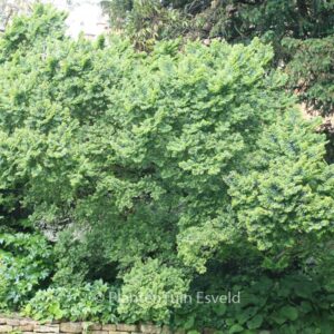 Ulmus minor 'Jacqueline Hillier'
