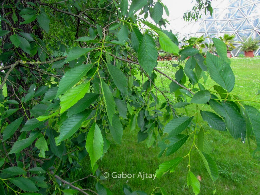 Ulmus 'Sapporo Autumn Gold'