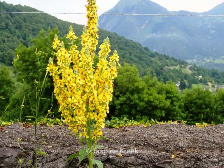Verbascum nigrum