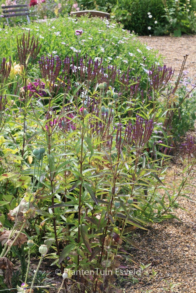 Verbena hastata