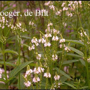 Verbena hastata 'Alba'