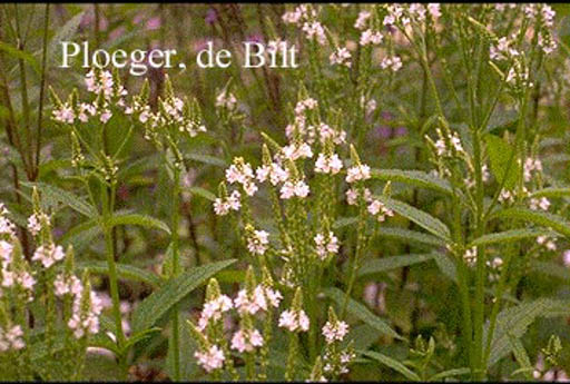 Verbena hastata 'Alba'