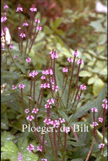 Verbena hastata 'Rosea'