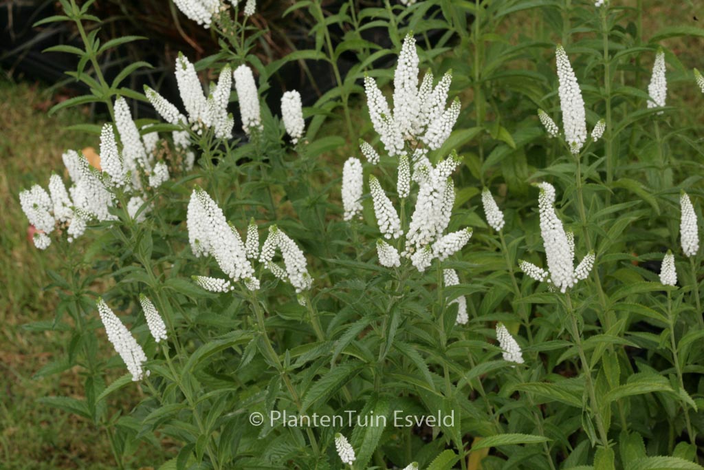 Veronica longifolia 'First Lady'