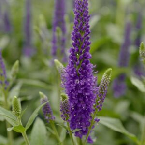 Veronica longifolia 'Marietta'