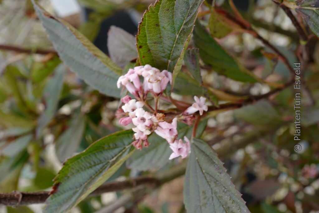 Viburnum 'NCVX4' (SWEET TALKER)