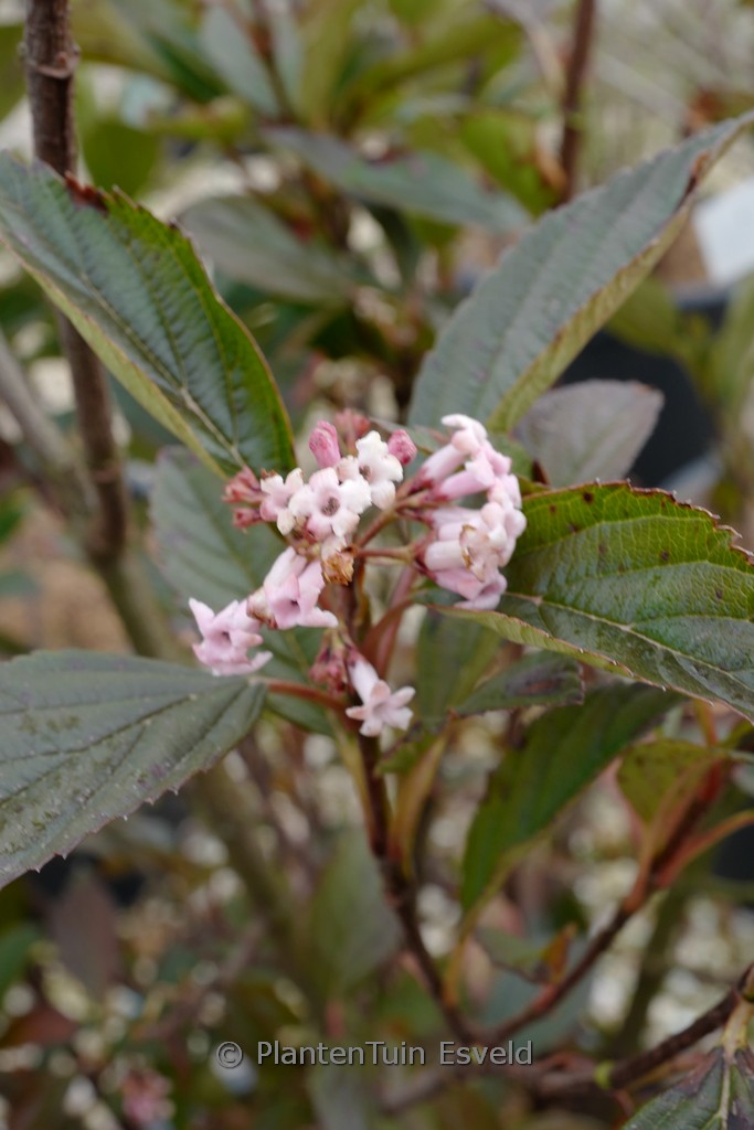 Viburnum 'NCVX4' (SWEET TALKER)