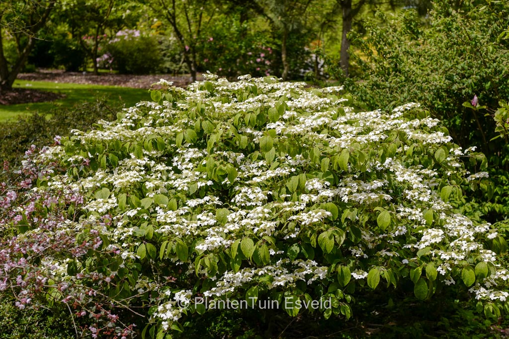 Viburnum plicatum 'Cascade' - Afbeelding 4