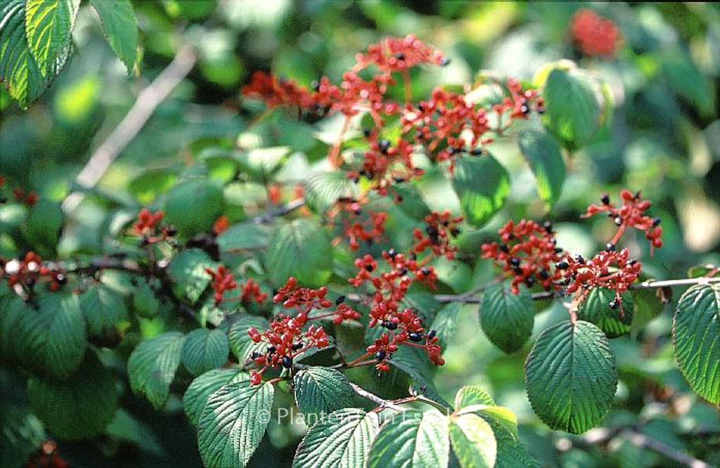 Viburnum plicatum 'Cascade' - Afbeelding 5