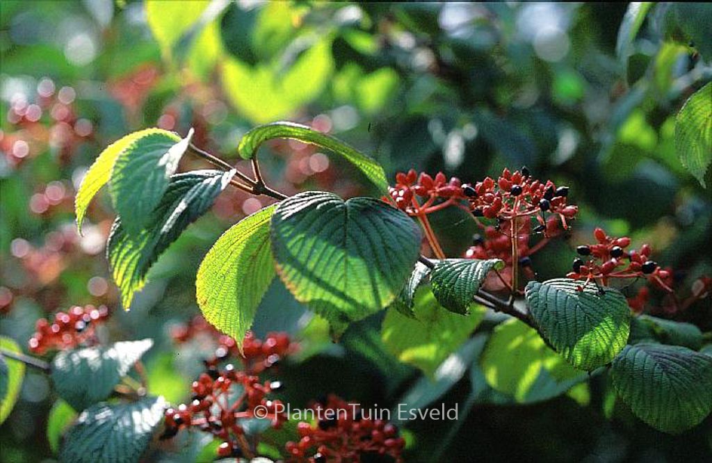 Viburnum plicatum 'Cascade' - Afbeelding 6