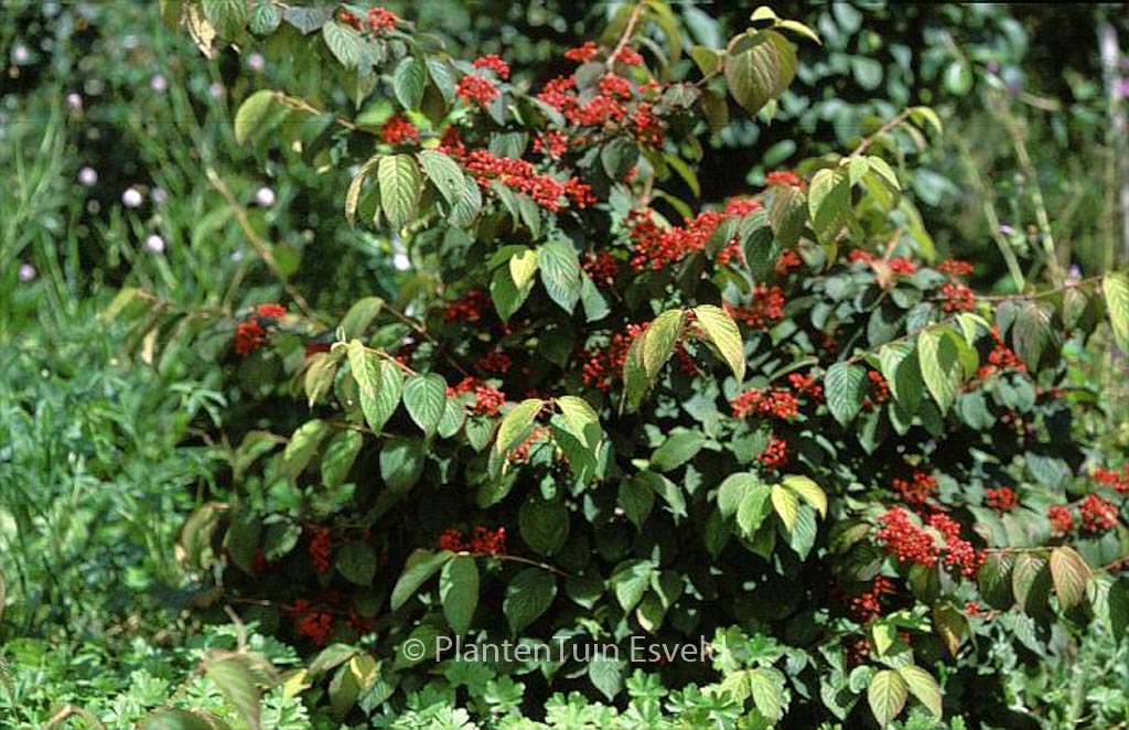 Viburnum plicatum 'Cascade' - Afbeelding 8