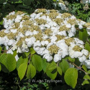 Viburnum plicatum 'Cascade'