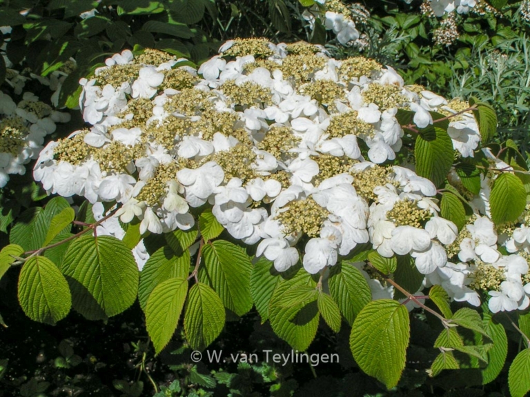 Viburnum plicatum 'Cascade'
