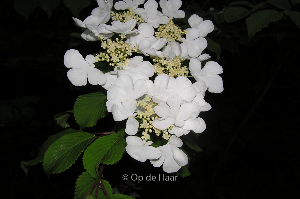 Viburnum plicatum 'Lanarth'