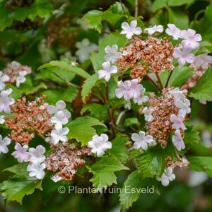 Viburnum sargentii 'Onondaga'