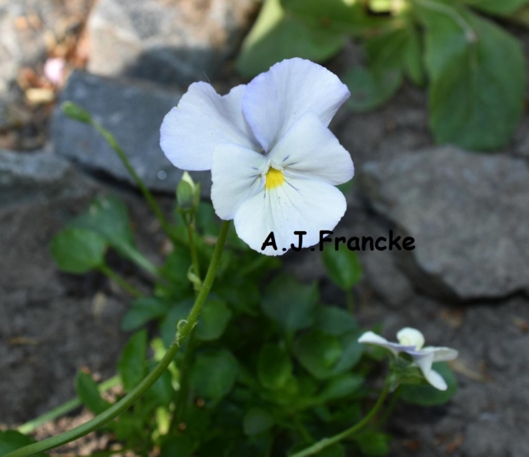 Viola 'Milkmaid'