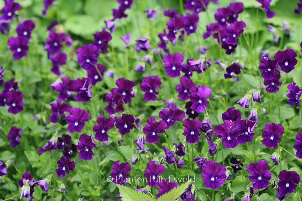 Viola 'Roem van Aalsmeer'