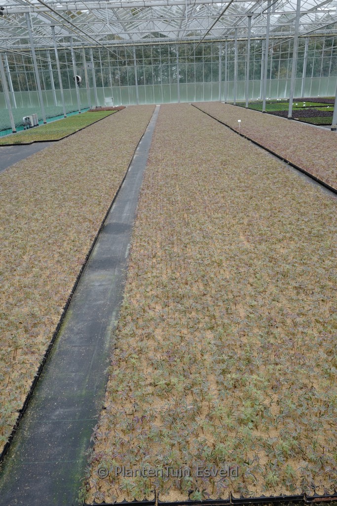 Acer palmatum 'Butterfly' - Afbeelding 3