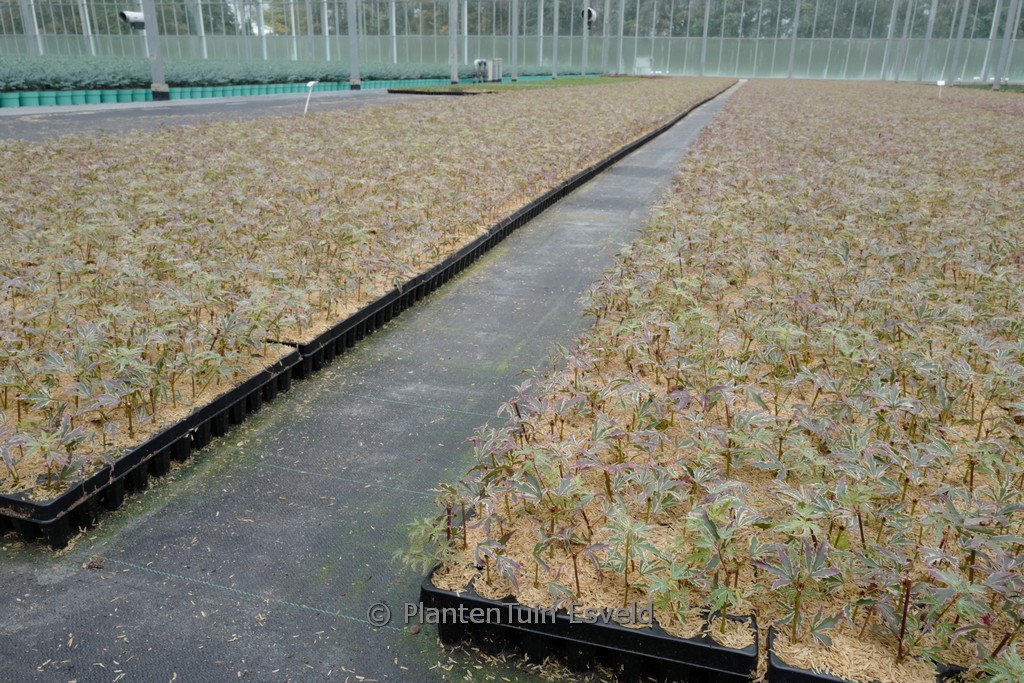 Acer palmatum 'Butterfly' - Afbeelding 4