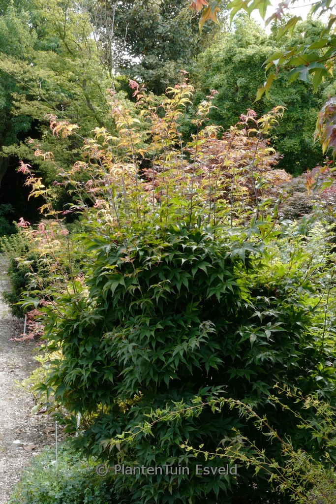 Acer palmatum 'Coupe Soleil'
