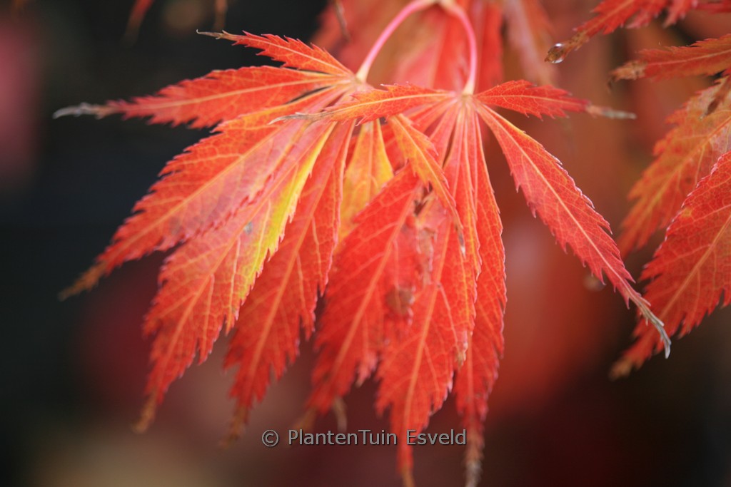 Acer palmatum 'Crimson Carole'