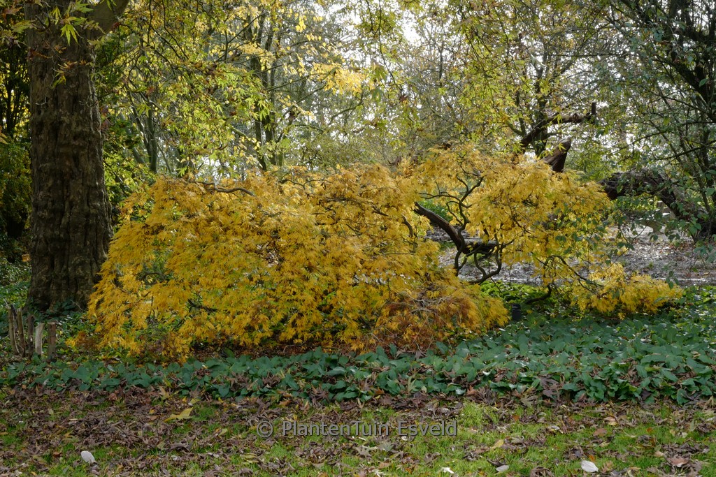 Acer palmatum 'Dissectum Palmatifidum'