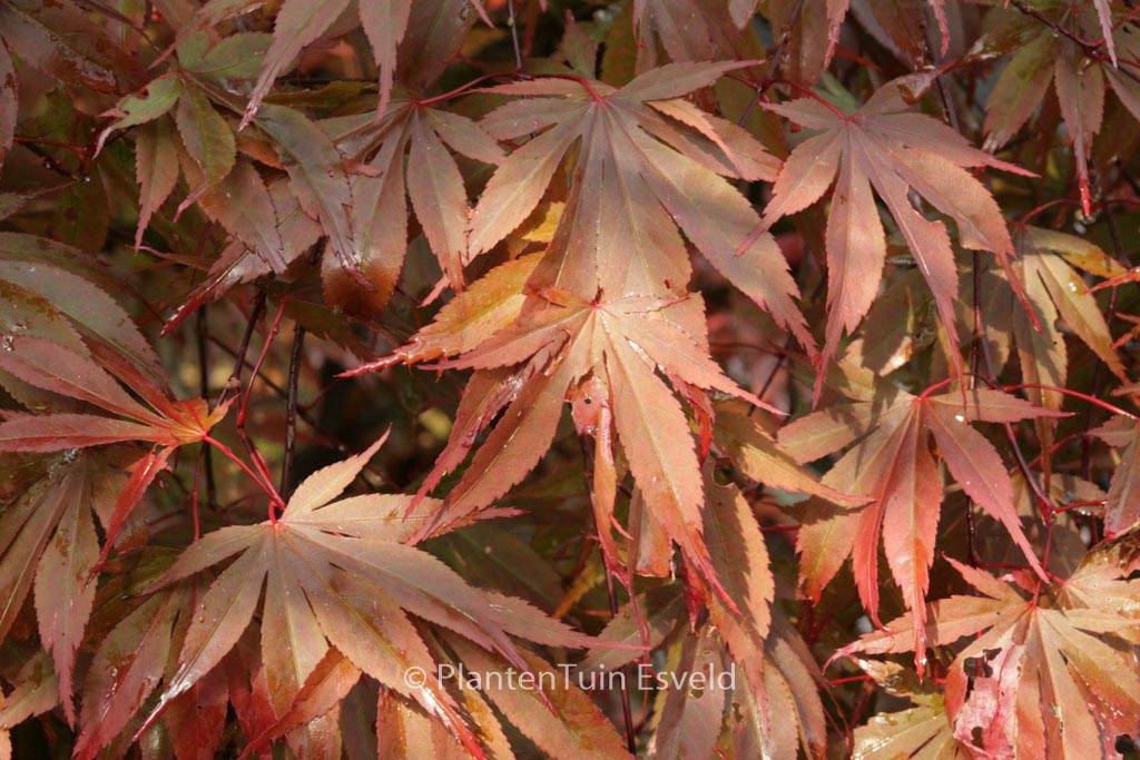 Acer palmatum 'Edna Bergman'