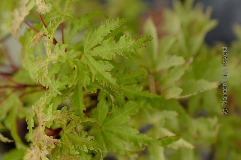 Acer palmatum 'Golden Treasure'