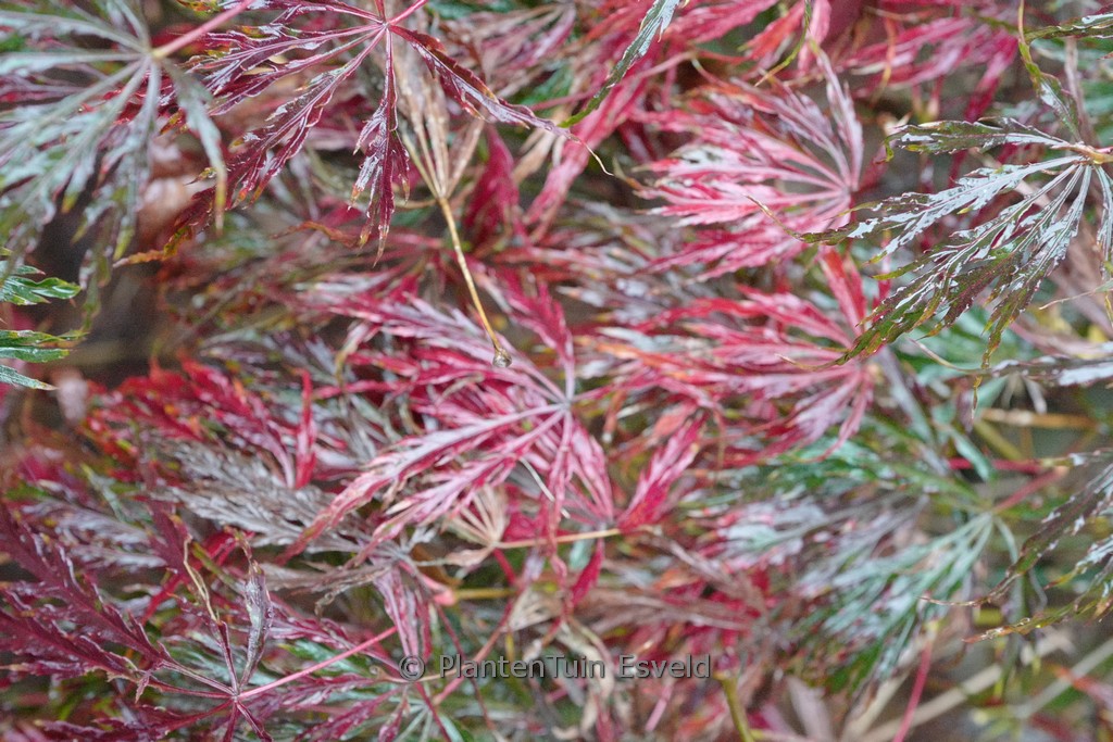 Acer palmatum 'Green Hornet' - Afbeelding 4