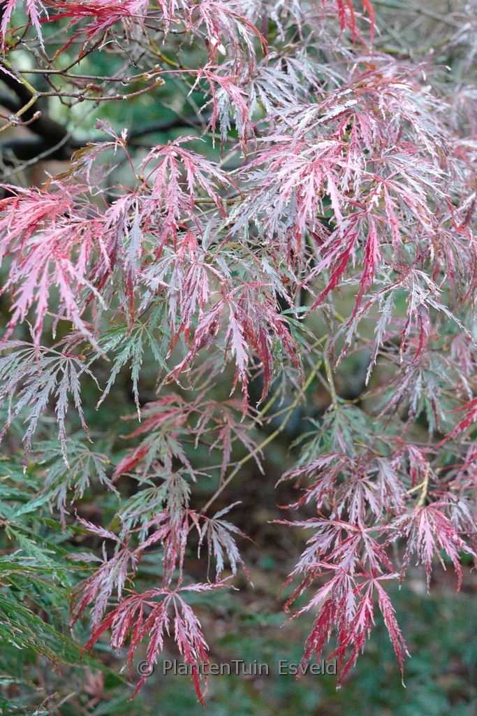 Acer palmatum 'Green Hornet' - Afbeelding 5