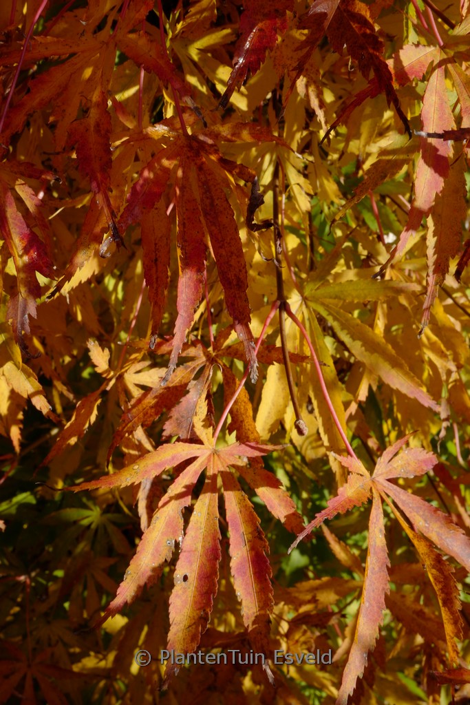 Acer palmatum 'Hime-chidori' - Afbeelding 7
