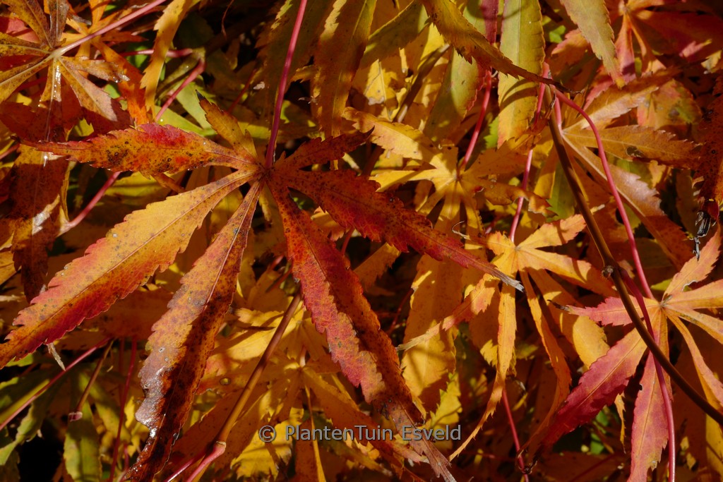 Acer palmatum 'Hime-chidori' - Afbeelding 8