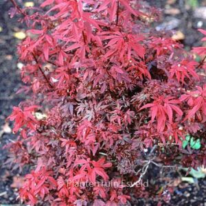 Acer palmatum 'Hime-shojoh'