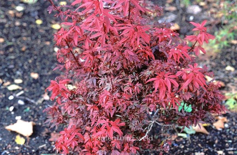Acer palmatum 'Hime-shojoh'