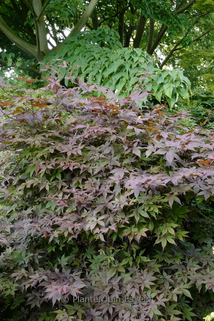 Acer palmatum 'Hinata-yama'