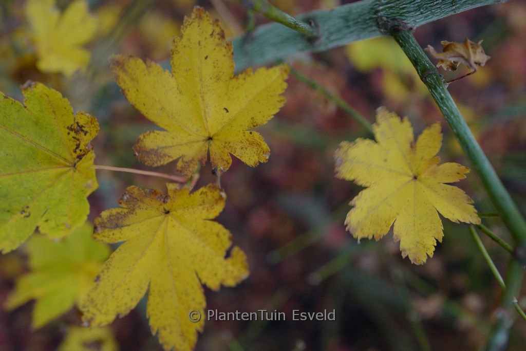 Acer palmatum 'Kohya-madani-nishiki' - Afbeelding 7