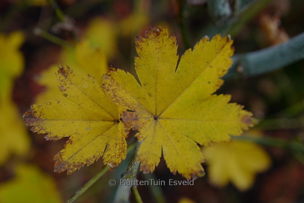 Acer palmatum 'Kohya-madani-nishiki' - Afbeelding 8