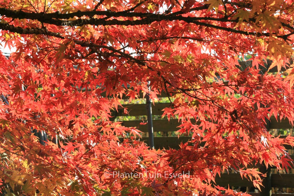 Acer palmatum 'Nishiki-gawa'