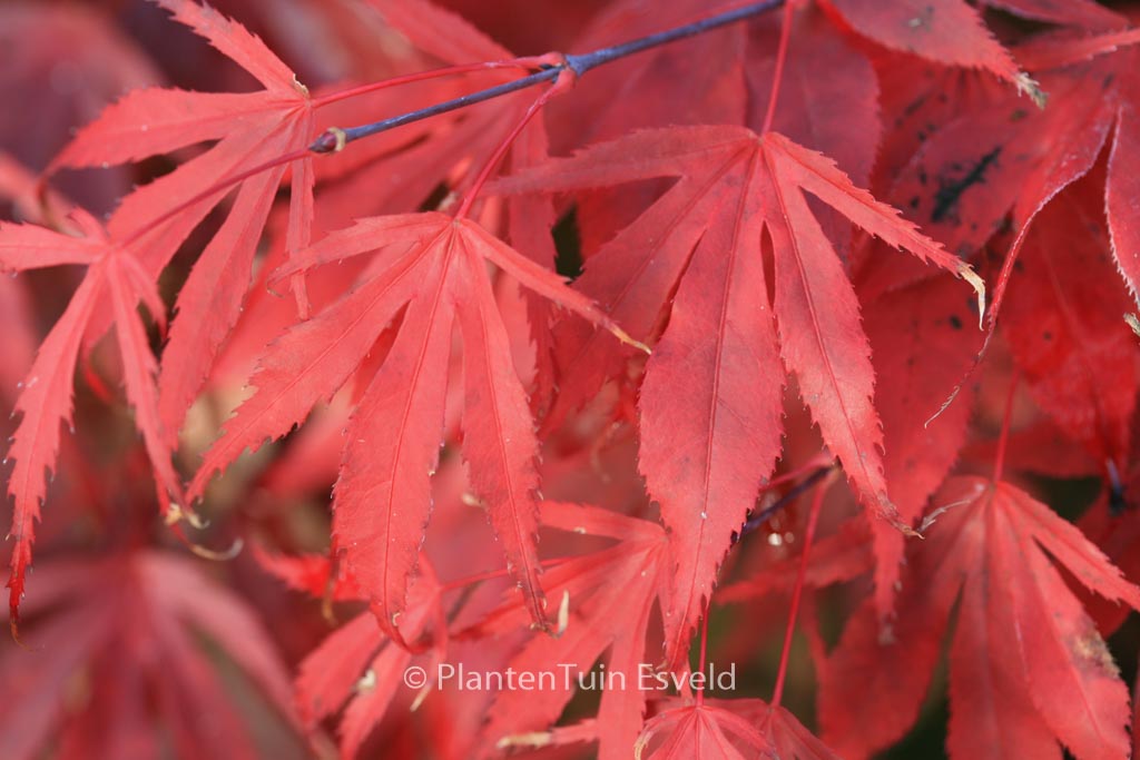 Acer palmatum 'Oregon Sunset'