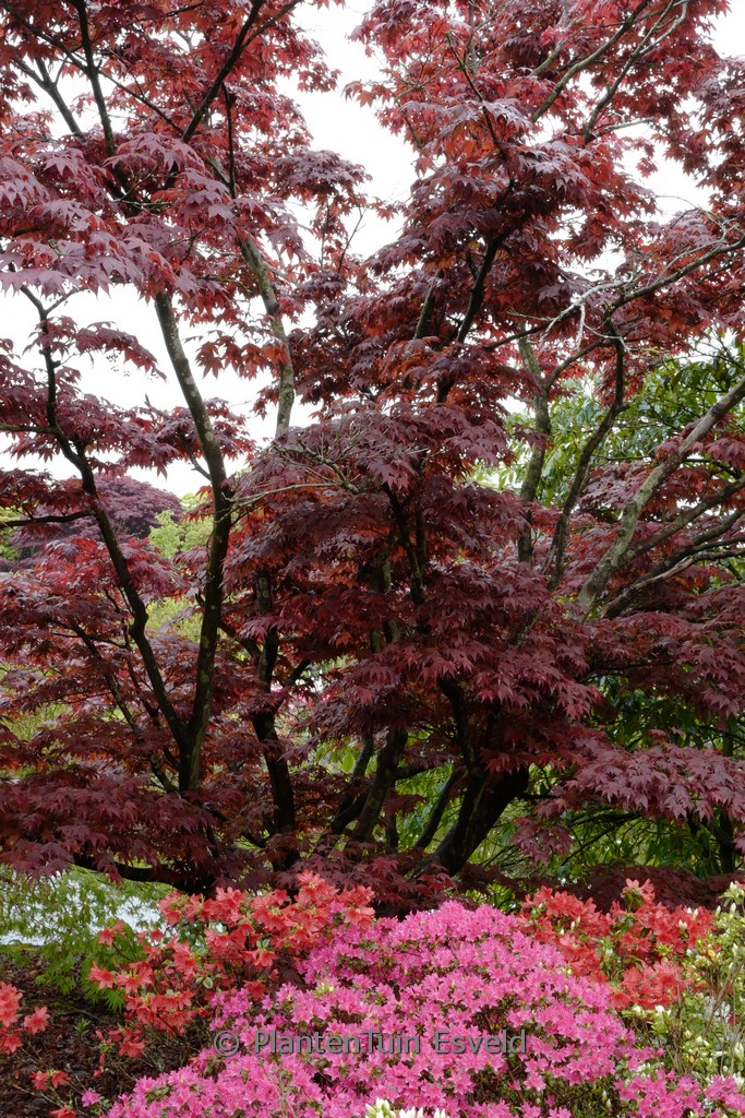 Acer palmatum 'Oshio-beni'