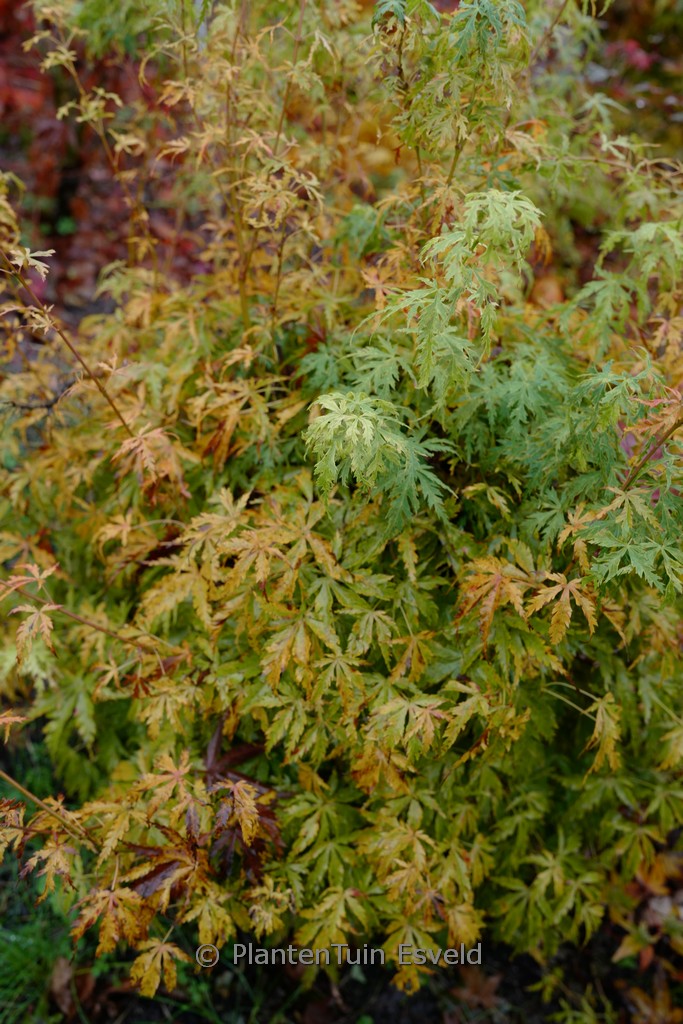 Acer palmatum 'Patsy' - Afbeelding 6