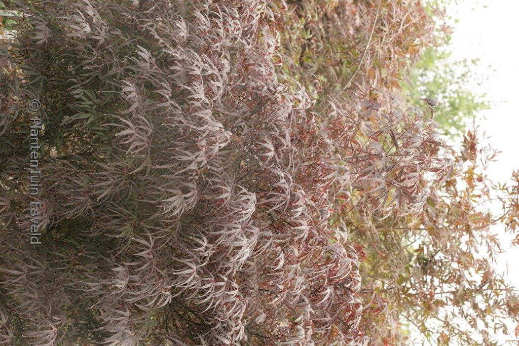 Acer palmatum 'Pung Kill'