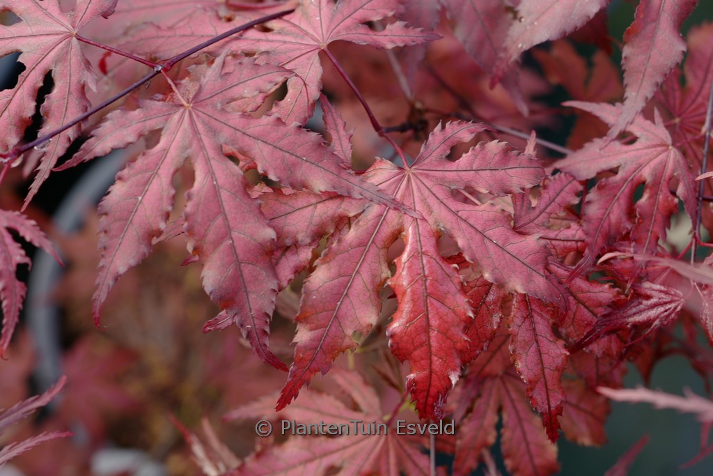 Acer palmatum 'Purple Ghost'
