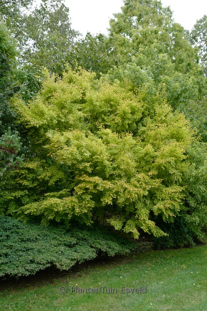 Acer palmatum 'Red Wood' - Afbeelding 3